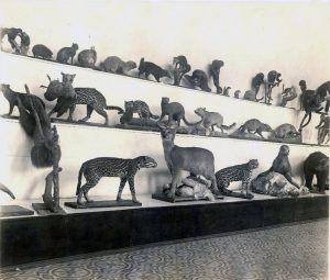 Museo de biología IPN. Década de los años 30.