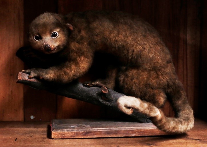 Olinguito disecado. Década de los años 30. Foto: Sergio Jiménez
